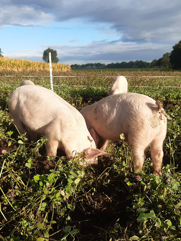 Biologische varkens in Essen