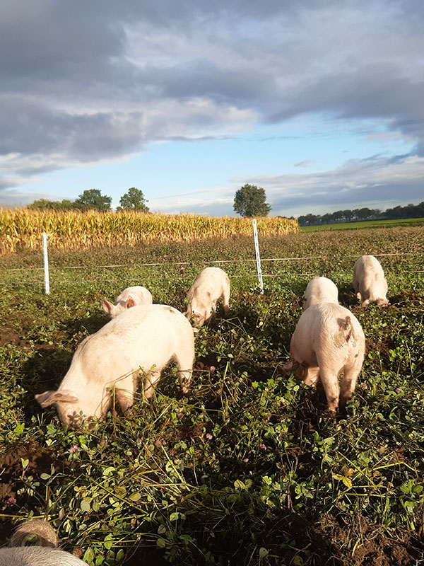 Biologische varkens in Essen