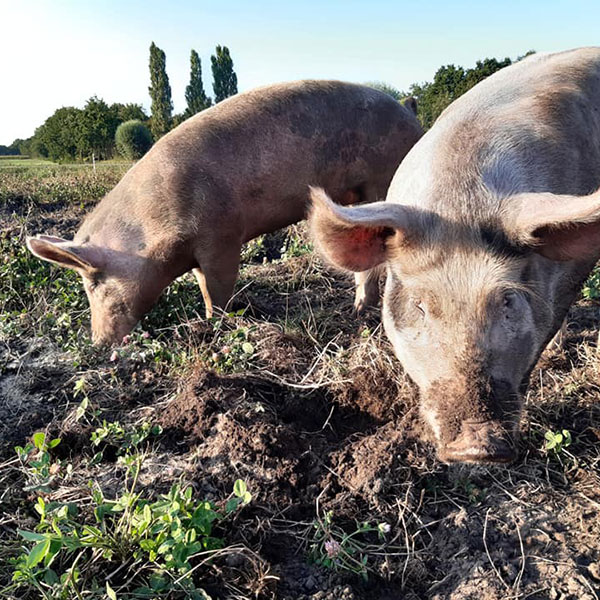 Biologische varkens in Essen